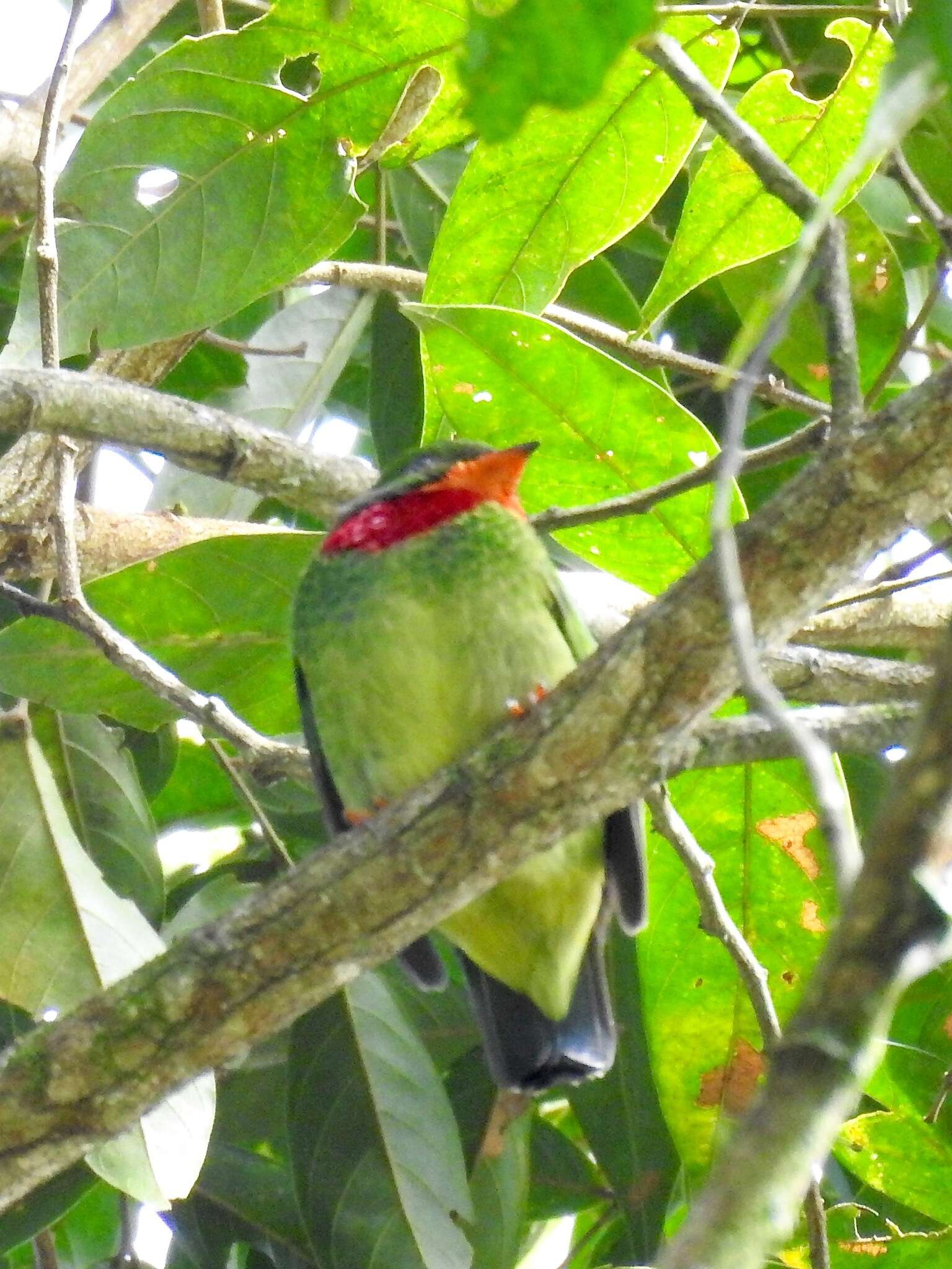 Image of Fiery-throated Fruiteater