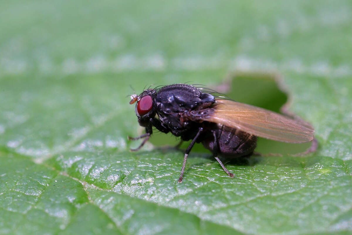 Plancia ëd Minettia longipennis (Fabricius 1794)