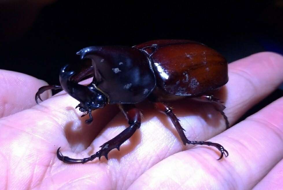 Image of Xylotrupes philippinensis peregrinus Rowland 2006