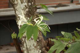 Image of Bauhinia tarapotensis Benth.