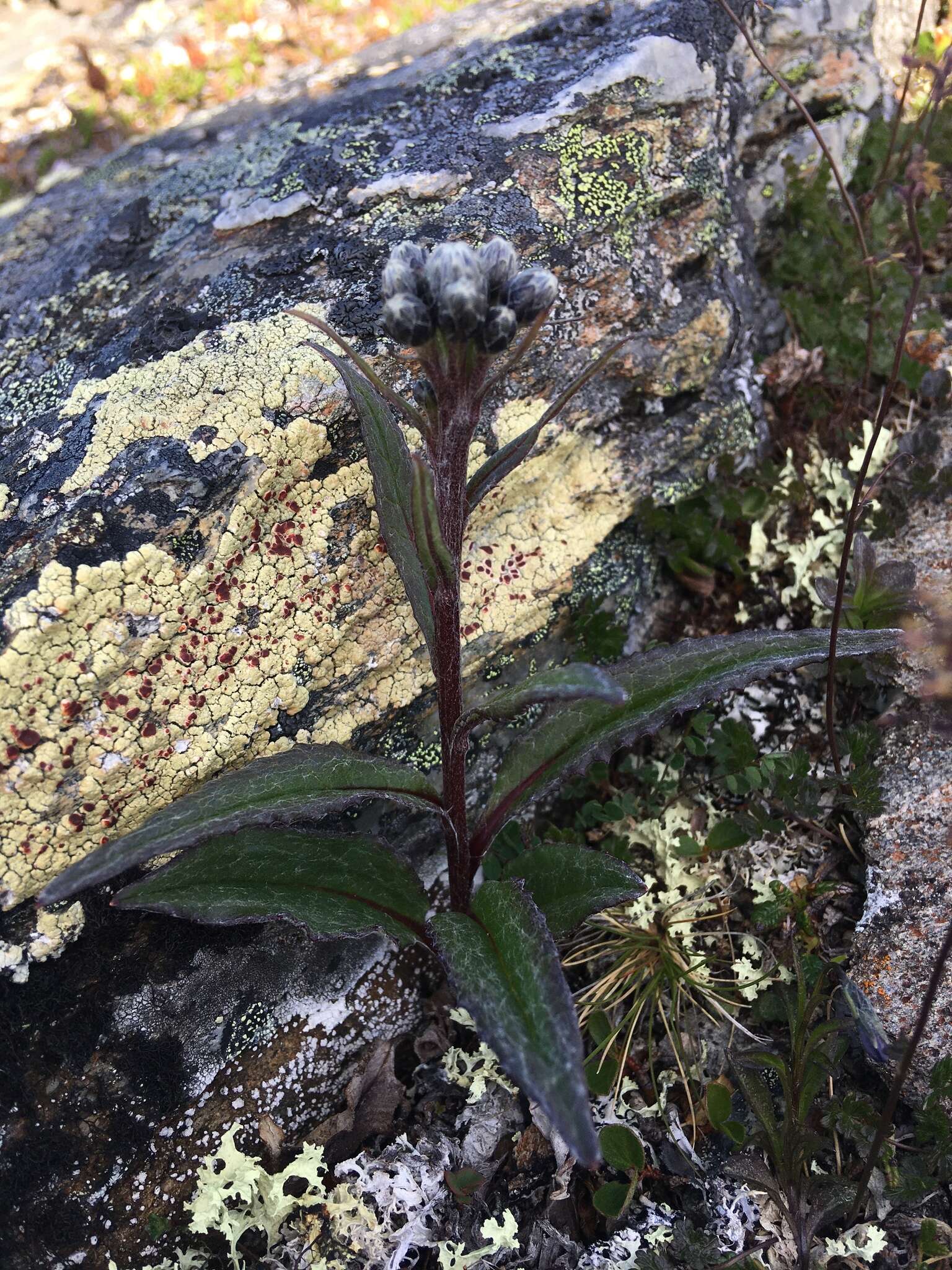 صورة Saussurea alpina (L.) DC.