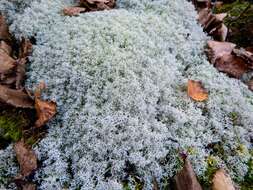 Cladonia arbuscula subsp. mitis (Sandst.) Ruoss resmi