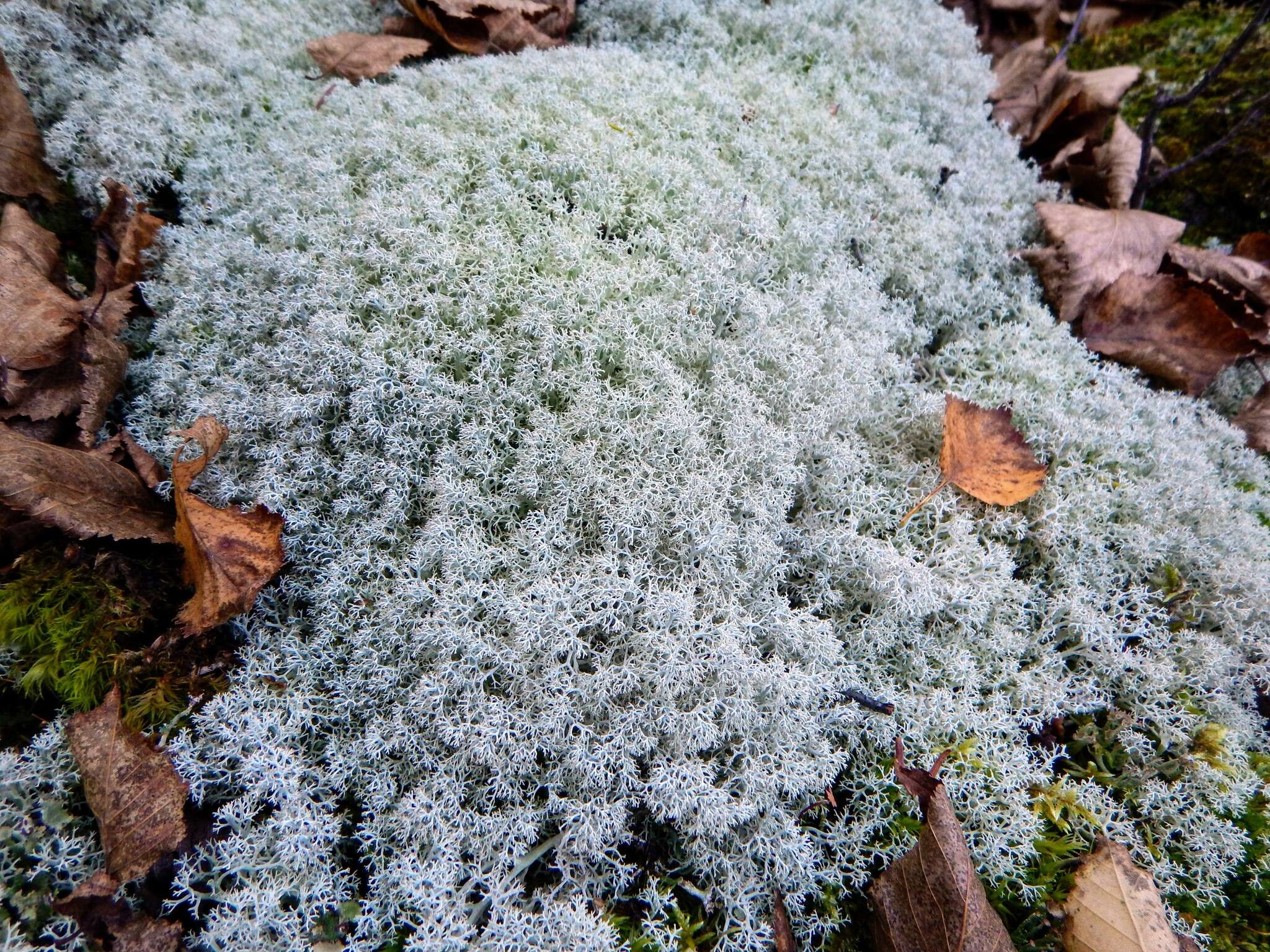 Image de Cladonia arbuscula subsp. mitis (Sandst.) Ruoss