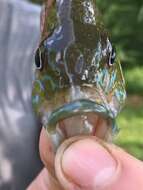 Image of Redbreast Sunfish