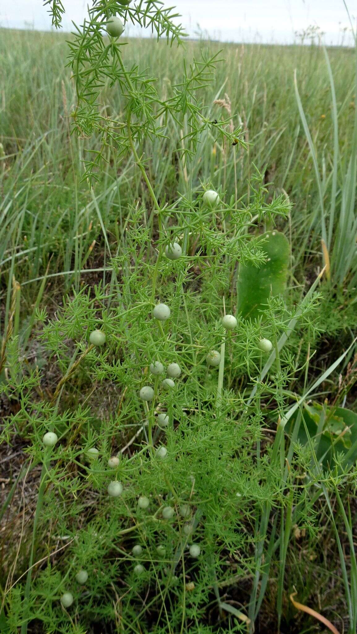 Image de Asparagus pallasii Miscz.