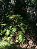 صورة Lomariopsis tenuifolia (Desv.) Christ