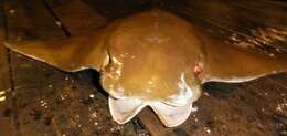 Image of Golden Cownose Ray