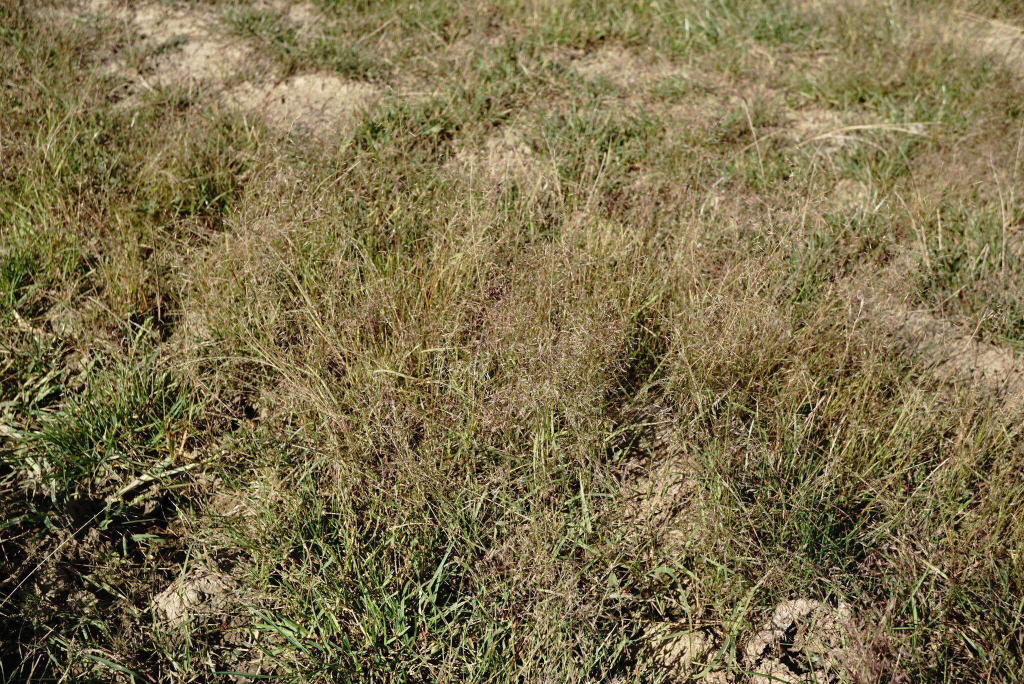 Image of Indian lovegrass