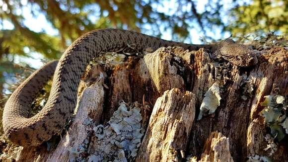 Image of Atlas Dwarf Viper