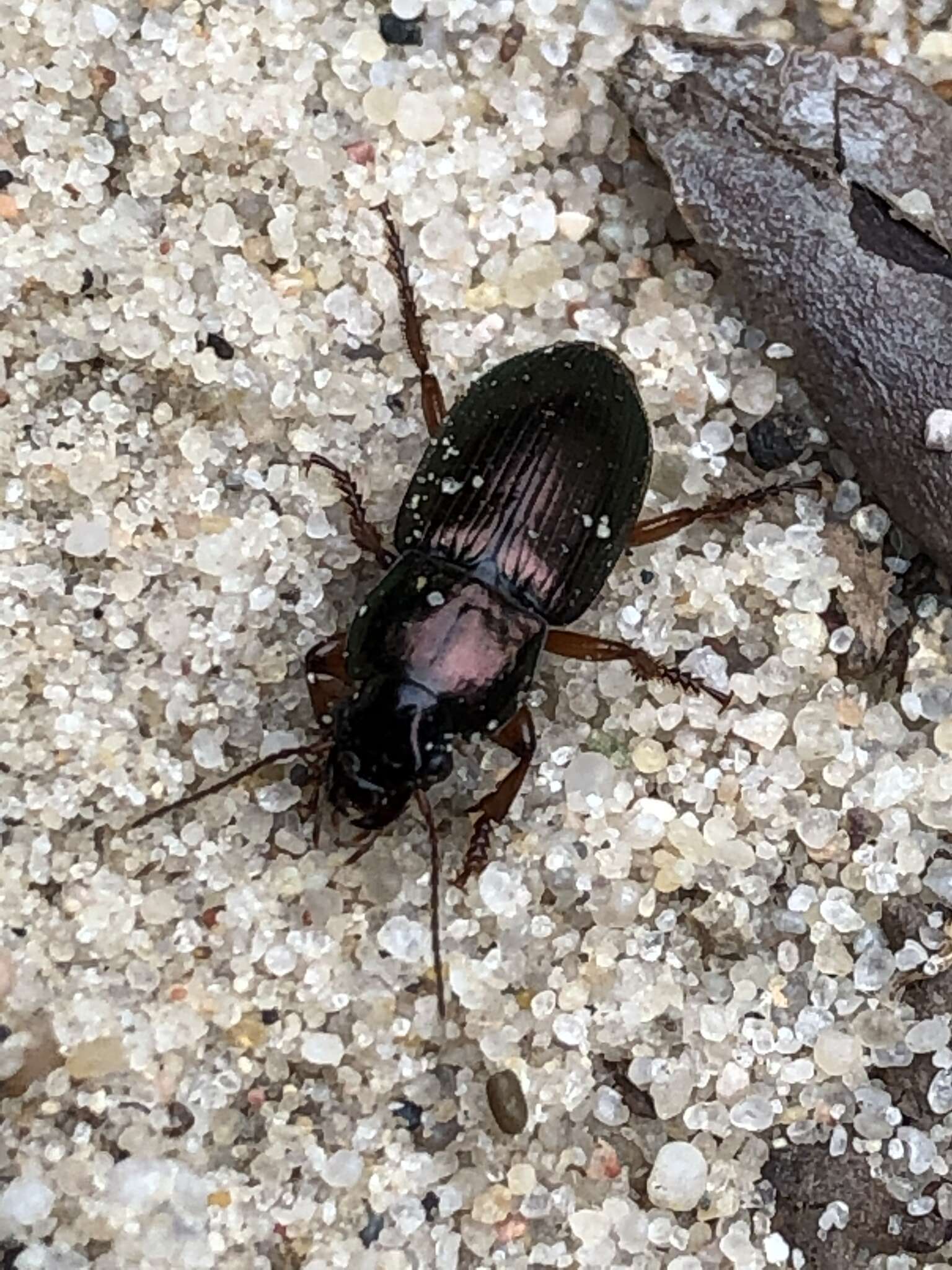 Image of Ground beetle