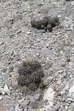 Image of Thelocactus tulensis (Polseg.) Britton & Rose