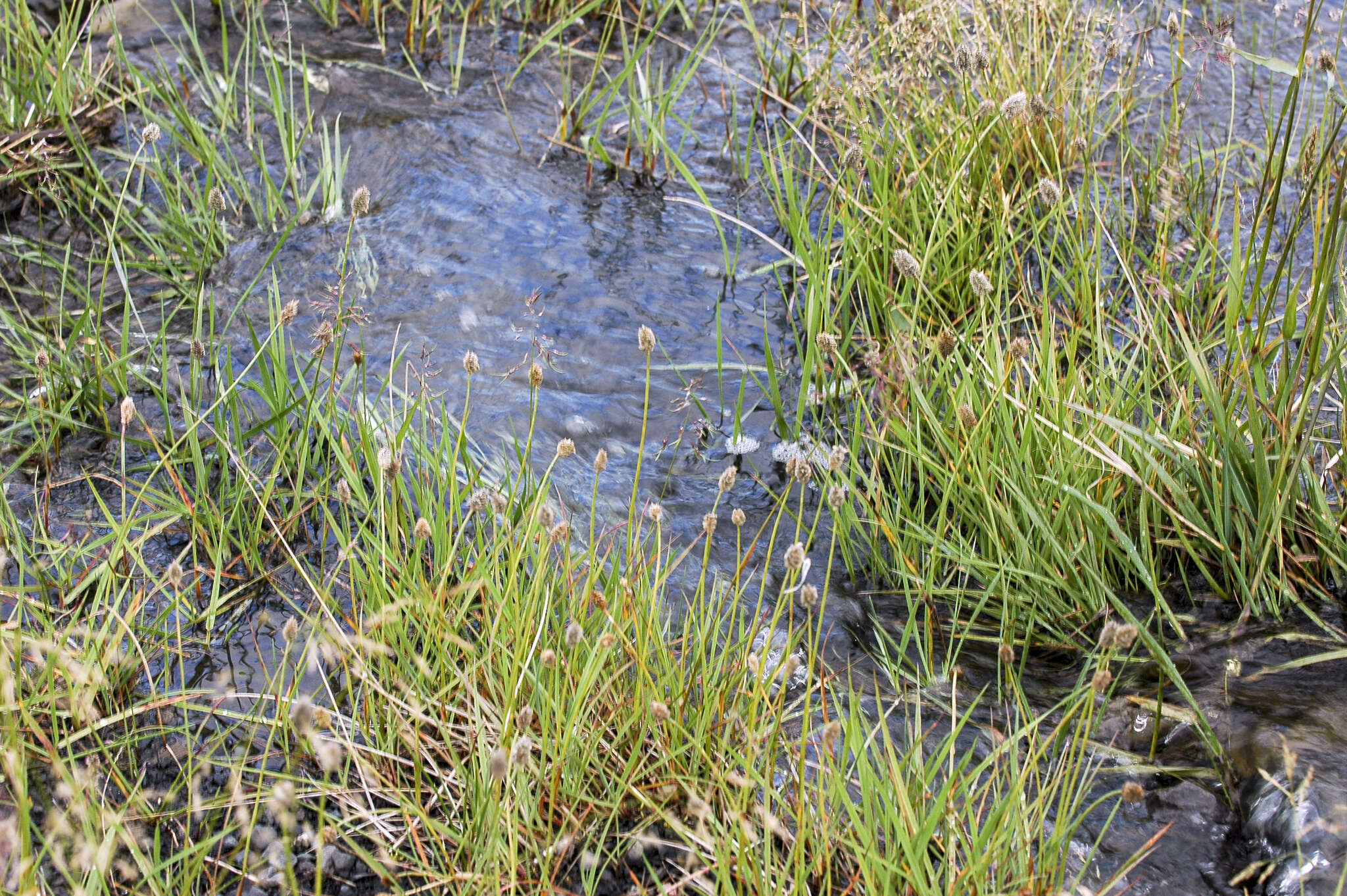 Image of Alpine Foxtail