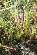 Image of blackfoot quillwort