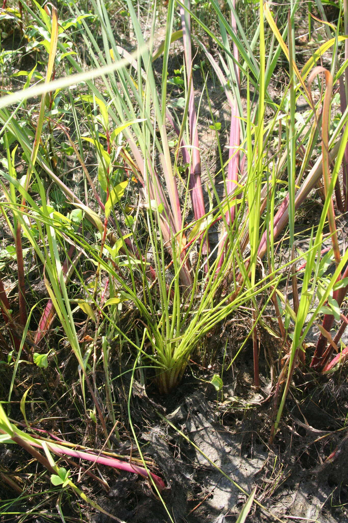 Image of blackfoot quillwort