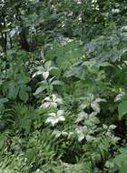 Image of Veronicastrum japonicum (Nakai) T. Yamazaki