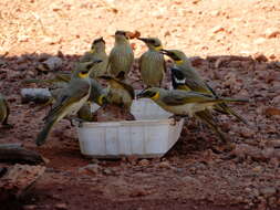 Image of White-throated Honeyeater