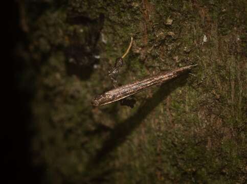 Image of Caloptilia eurycnema (Turner 1894)