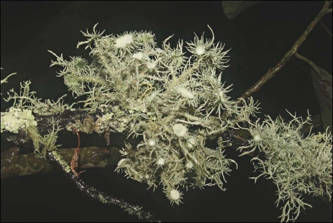 Usnea scabrida subsp. tayloriana G. N. Stevens的圖片