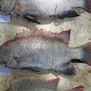 Image of Lake Rukwa tilapia