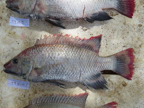 Image of Lake Rukwa tilapia