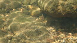 Image of Glossogobius illimis Hoese & Allen 2012