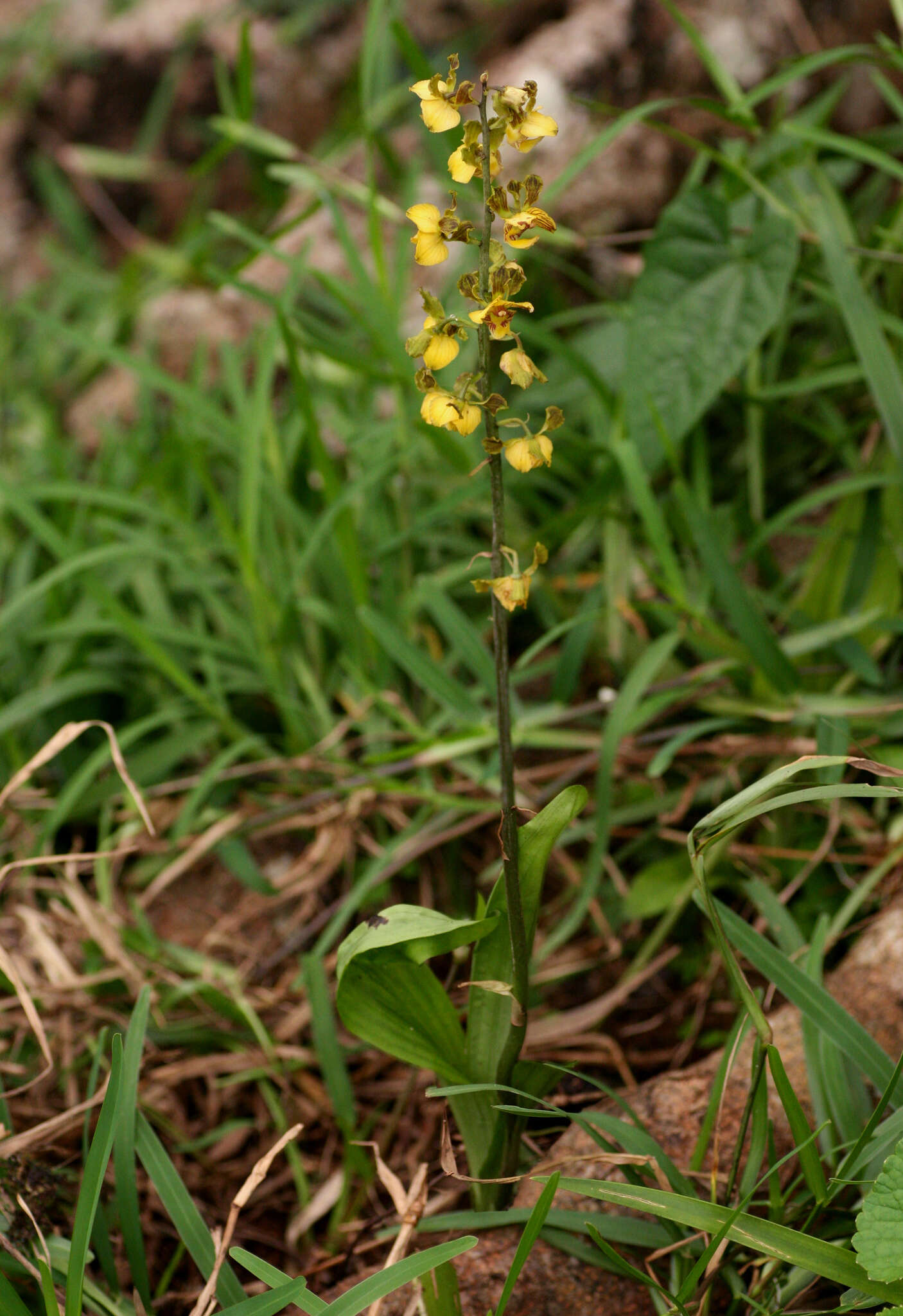 Plancia ëd Eulophia fridericii (Rchb. fil.) A. V. Hall