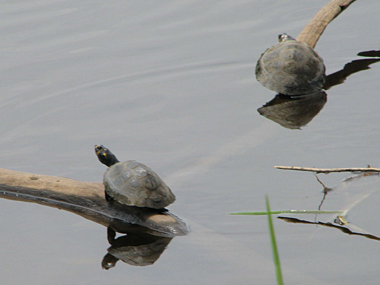 Image of Yellow-headed sideneck turtle