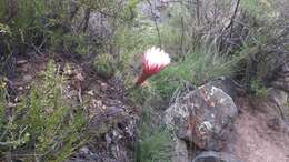 Image of Echinopsis candicans (Gillies ex Salm-Dyck) D. R. Hunt