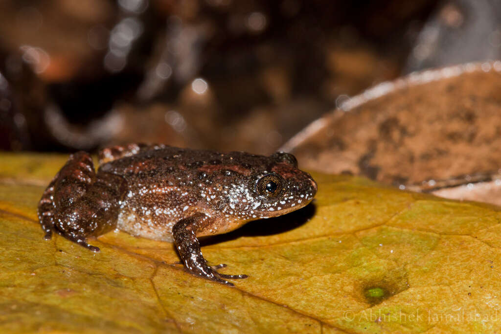 Plancia ëd Nyctibatrachus minimus Biju, Van Bocxlaer, Giri, Roelants, Nagaraju & Bossuyt 2007