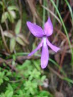 Image of Pinguicula orchidioides A. DC.