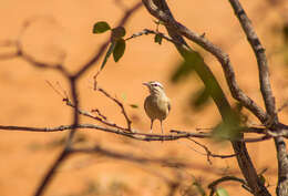 Image of Kalahari Scrub Robin