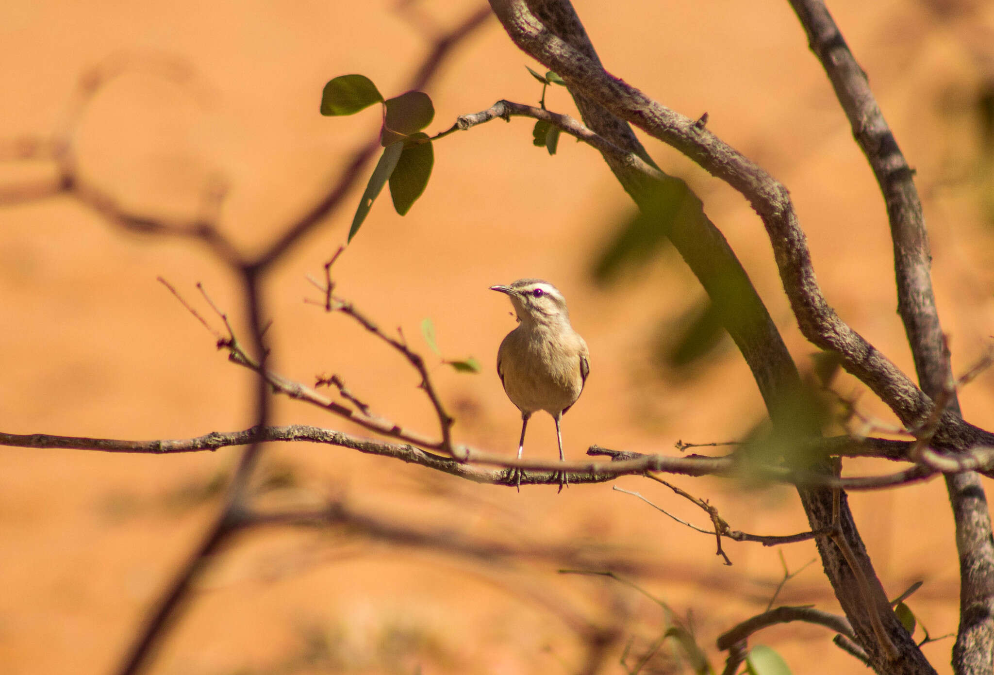 Image of Kalahari Scrub Robin