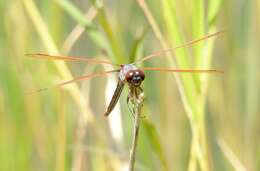 Image de Libellula jesseana Williamson 1922