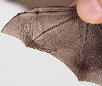 Image of whiskered bat, european whiskered bat