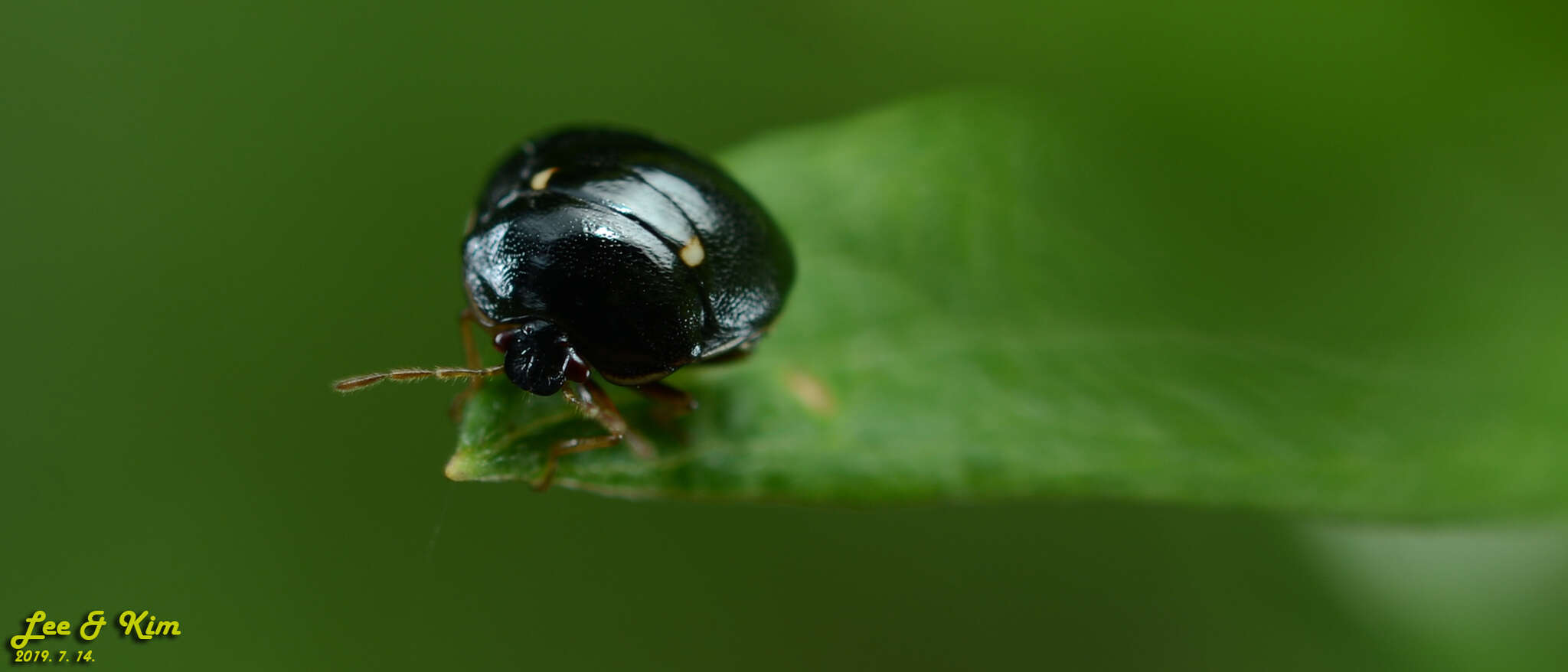 Coptosoma bifaria resmi