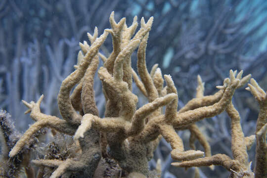 Image of spine coral