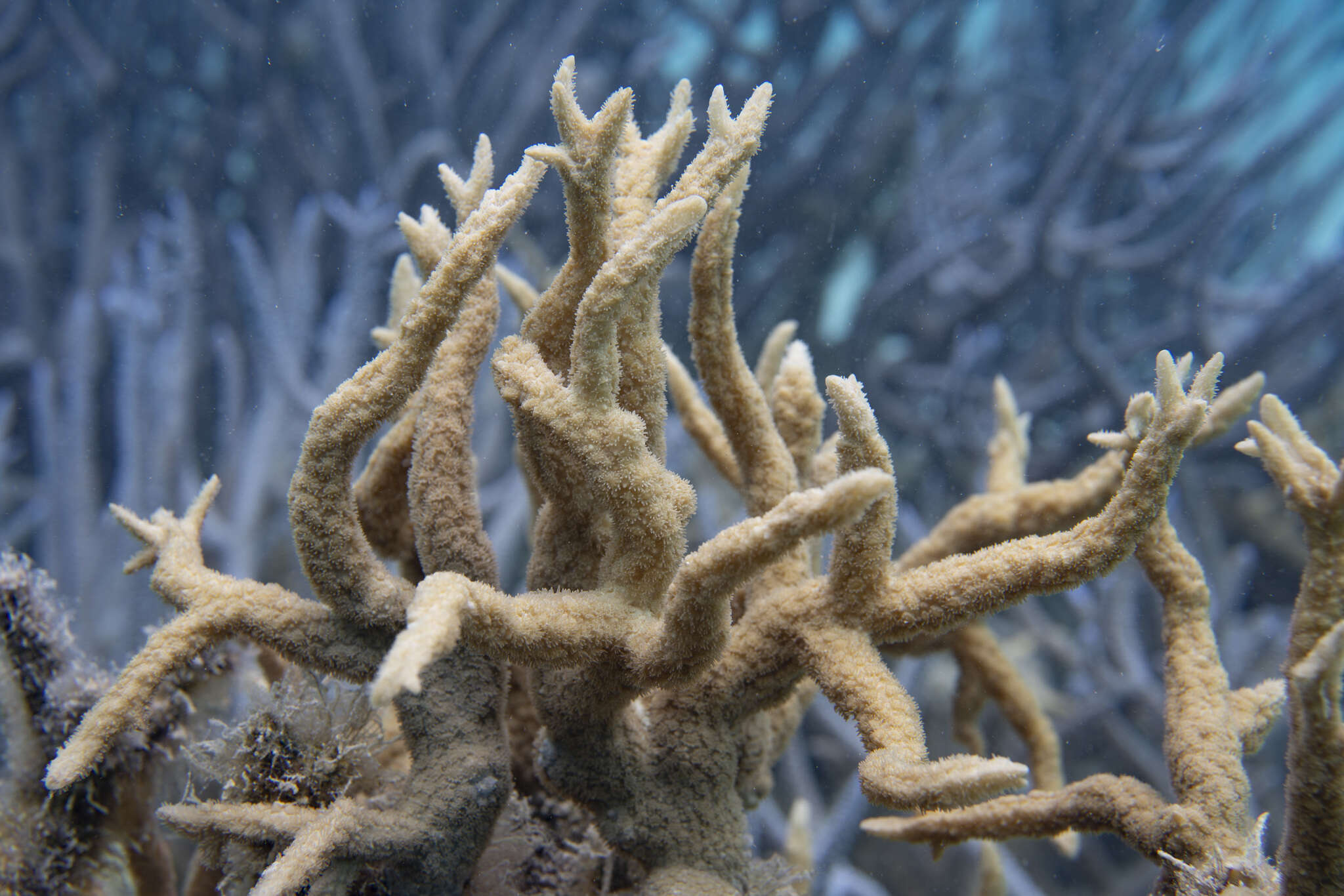 Image of spine coral