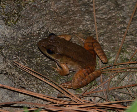 Image of Green Frog