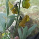 Image of Crotalaria mollicula Kunth