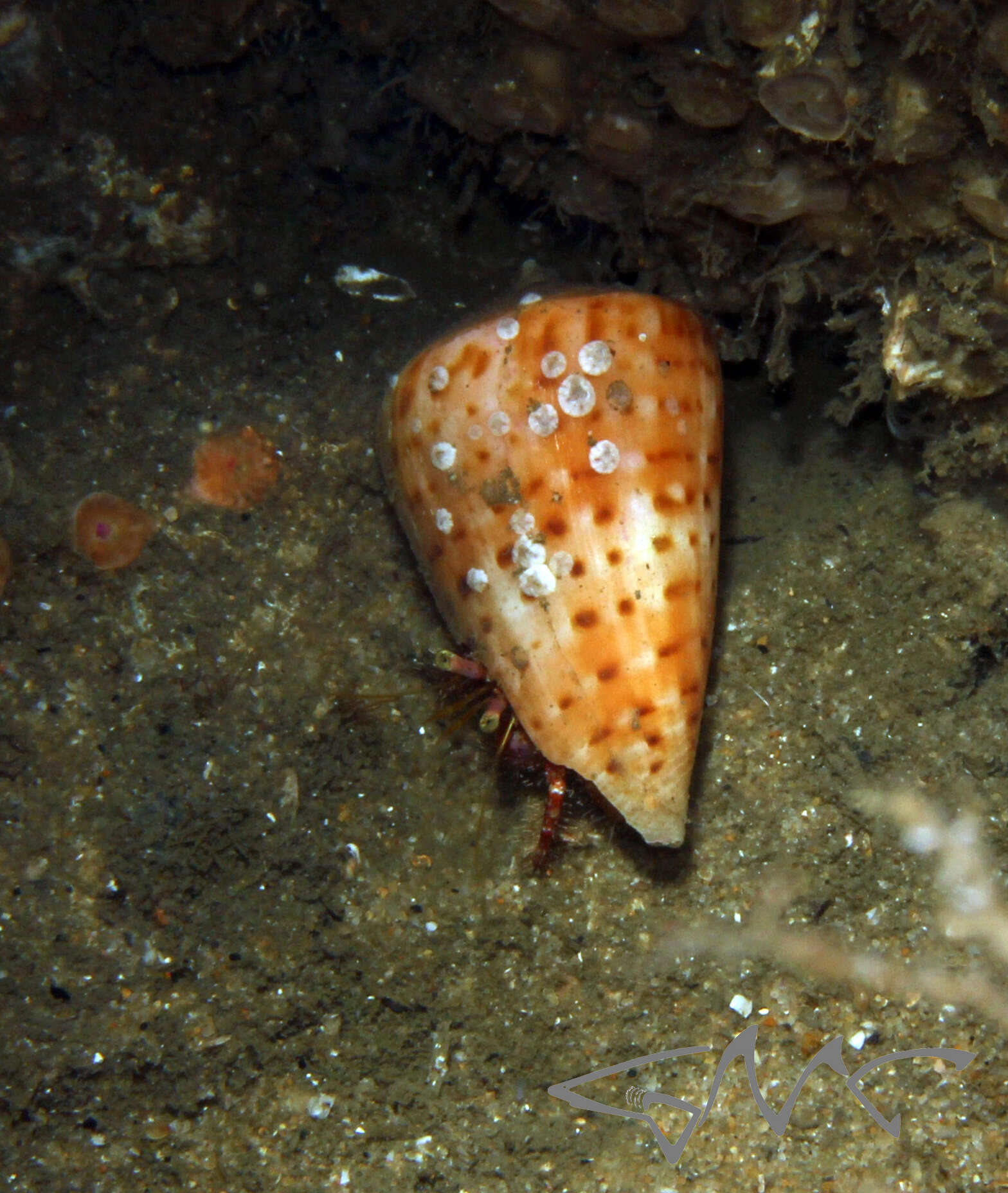 Conus angasi Tryon 1884的圖片