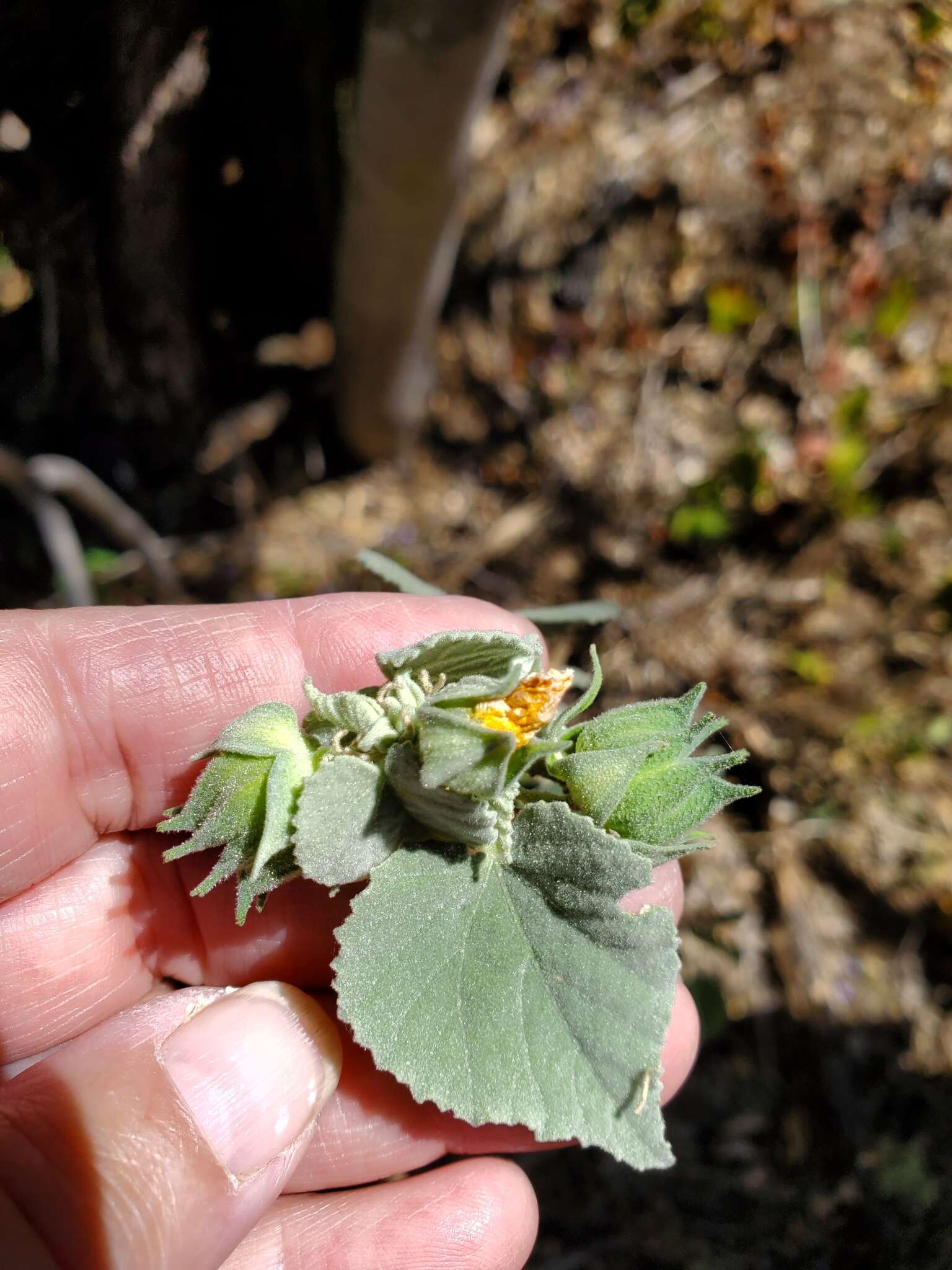 Imagem de Abutilon californicum Benth.