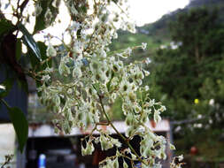 صورة Fallopia multiflora (Thunb.) K. Haraldson