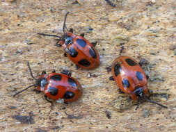 Image of False Ladybird