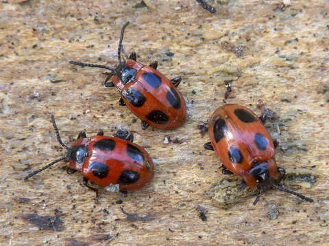 Image of Endomychus coccineus (Linnaeus 1758)