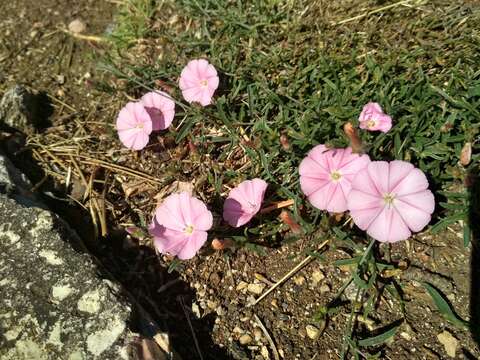 Convolvulus cantabrica L.的圖片