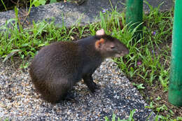 Image of Brazilian Agouti