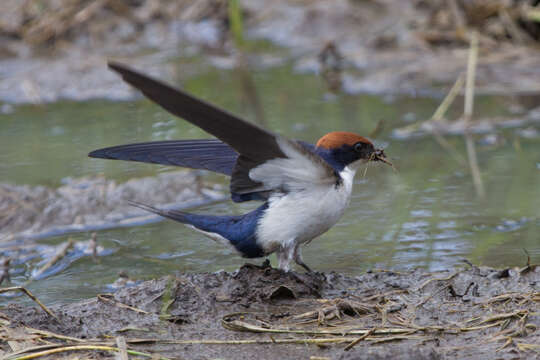 Hirundo smithii Leach 1818 resmi