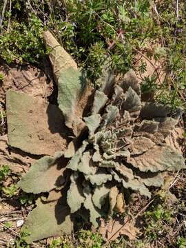 Image of Verbascum thapsus subsp. thapsus