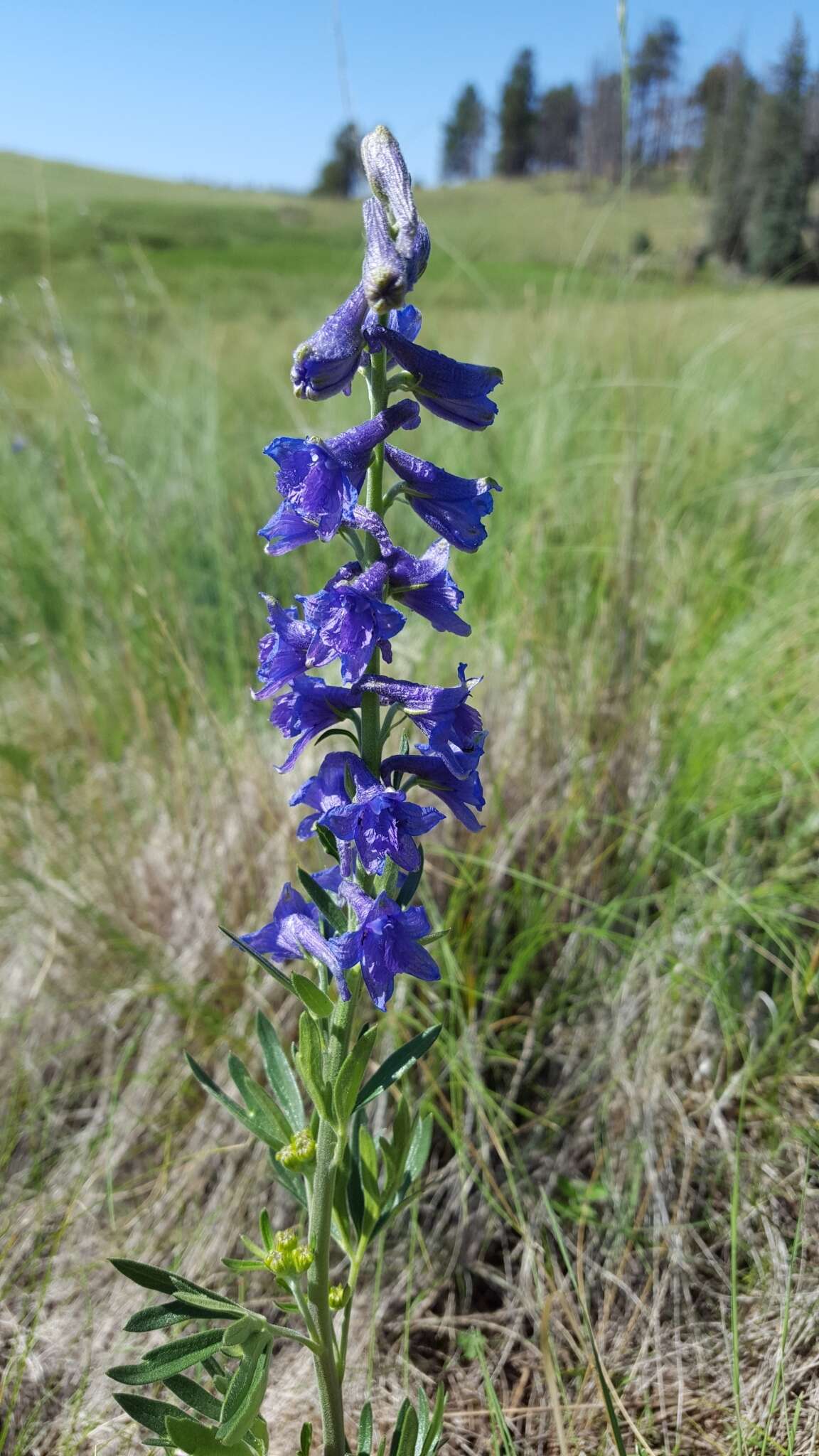 Plancia ëd Delphinium geraniifolium Rydb.