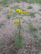 صورة Patrinia rupestris (Pall.) Juss.